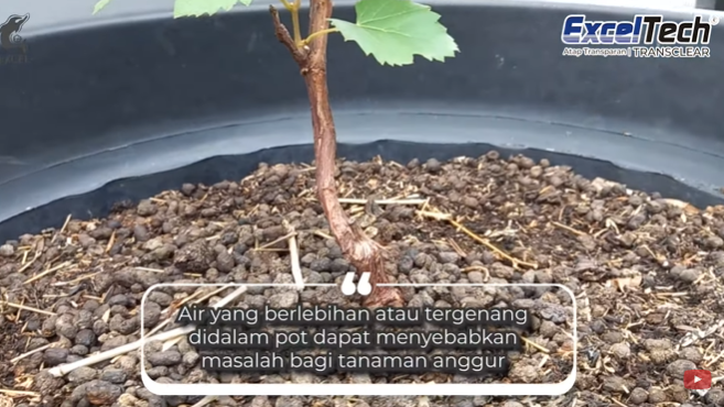 Tips budidaya anggur